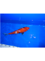 3c988930-60c2-43ce-90c3-a6e447ecd1a5