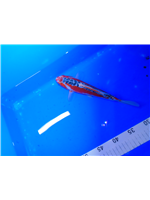 2c8a4de3-af8e-40c1-a992-b6e61d260a72