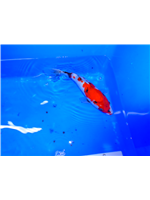 043171e0-b3fc-46cb-9afd-9563bfccda02