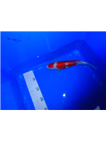 edb20c51-46c0-4d30-bcd0-cf7f8b5e2388