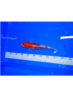 6054a5a9-6fa4-4776-a9bd-401f5558f3e5