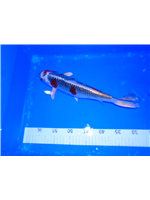 09100195-1206-498f-87d6-889d4cab8a1e