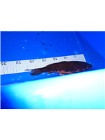 01bd7a7d-657c-422c-9910-6b14f969d2b7