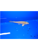 886e1a1e-5cea-4eb0-8398-ba629ea01145