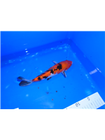 5ff457bc-549c-4e50-ac70-905fe9488626