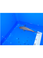 0bdbfbae-1545-4a24-9f2e-96378eea0cea