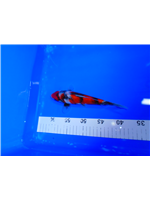 3ffb2680-fa1f-481c-86a5-fa1e8c9dfc00