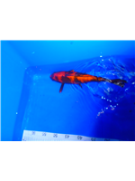 0a0db584-6847-4746-bf68-26d4967018d5