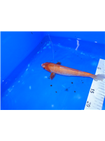 d6651908-752f-48f7-997c-8c3bc2c1c983