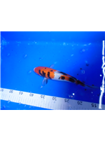 9a7db3b7-4572-451f-a030-446d19c2376f