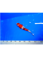 f2187635-fa2e-410d-8b70-e129082d89a3