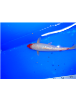 9e9d2f81-9fe4-416c-ad8d-89ac8175c30e