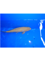 de608dd0-ed23-413a-acb6-2a3fad661e4d