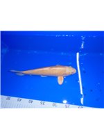 f6de58aa-02f2-423d-81cc-22602403a1fa