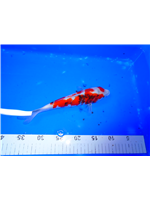 90b00094-bf88-4a2a-835d-2b012373f873