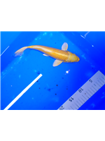 2e429505-dc6f-4f24-8ca2-9bcf2b93d7e4