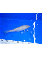 a3f8c93d-db7e-4678-8dd2-f883d1172cfa