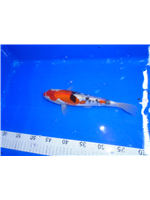 bdf6575d-d3b9-4e3a-98a5-6a4509c9913e