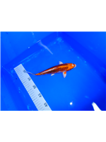 8c4b07fb-4b7b-4443-9952-a7541fa19ab6