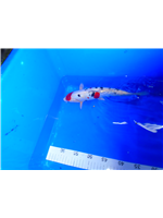 c9c50725-f293-445e-b176-ef91b998990a