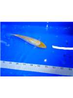 30c67e0a-6d17-46ea-aa28-0493ae7d4e3a