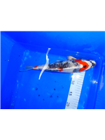 41670451-6d45-416e-9df2-01028e267569