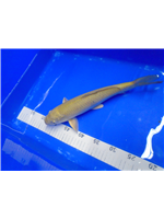 d41bd445-edbb-45b4-b3a0-7b798fe2846f