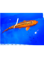 4db6070f-ca64-4cb6-8c09-c2d853f062b3