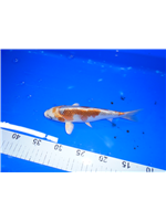 8678a8e8-4803-43e1-a302-592cf434ee9b