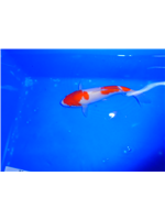 bc5843fd-a697-411c-93f2-80b8e90748e6