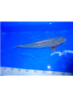 c6e7710f-fdf3-46dc-a308-f1d1b4bbe13e