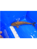 1a6ef27d-dfcb-441d-a189-f1d718aa3944