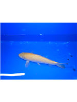 a78f3565-da10-4784-902f-f4aa93eeca7a