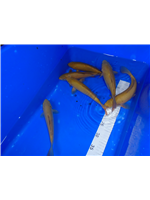 98267de0-4434-4c42-922e-c048c8548ed1