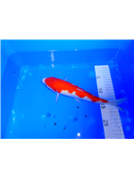 dd113042-504d-424e-b10b-5c1bca333343