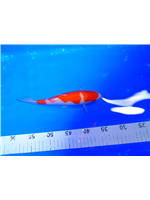 c741239f-d49f-4e74-bb3e-01de5ec36171