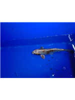 9580f5ce-ce83-4e78-a619-5fade54e9688