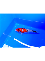 749d0ad8-6850-49bf-9bf4-b5f19bf8da8b