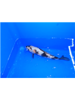 f4ab54fe-de53-444a-bb19-5c207125c18b