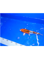 bc60e418-720b-4b31-9d4a-191456bcca1c