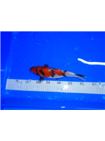 54ce68e0-0832-4188-9484-e4f44555bad3